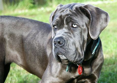 El mastín napolitano es uno de los molosos descendientes del dogo del tíbet (mastín tibetano) que eran criados por los fenicios para cuidar de sus. Descúbrelo TODO sobre la raza de Perro Mastín Napolitano ...