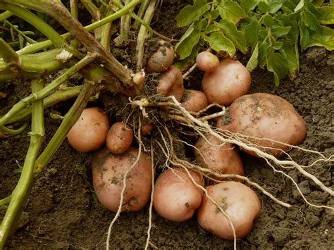 Some people try to induce ketosis with a . Is Potato a Vegetable? Everyone Seems to Get This Wrong
