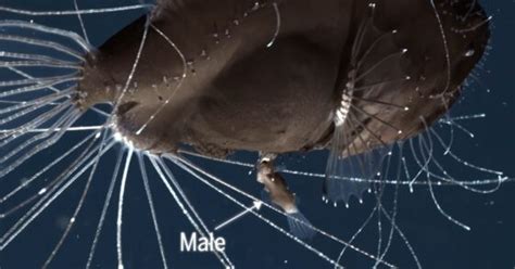 First Footage Of Mating Deep Sea Anglerfish Astounds Scientists News