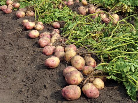Enjoy your harvest and let me know it is! How to Grow Potatoes - Plant Instructions