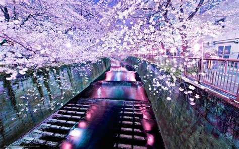 Sakura Desktop Wallpaper Wallpapersafari