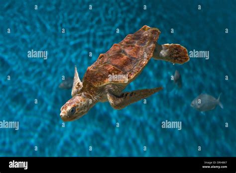 Sea Turtle Aquarium Hi Res Stock Photography And Images Alamy