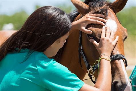 Research On Ulcerative Keratitis In Horses Cases Of Ulcerative