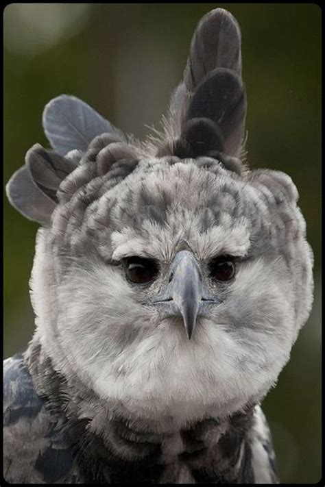 We did not find results for: American Harpy Eagle.. :) | Aviary... | Pinterest