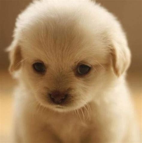 Your golden retriever needs to live indoors as part of the family. baby golden retriever | Baby golden retrievers | Pinterest