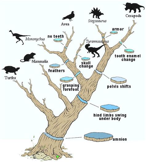 Descent with modification refers to the passing on of traits from parent organisms to their offspring. Descent with modification