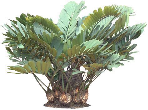 It is endemic to southwest australia and often occurs in jarrah forests. Tropical Plant Pictures: Zamia Furturacea (Carborad Palm ...