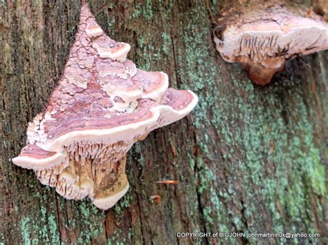 Pink Fungi Fungi Toadstool Pink