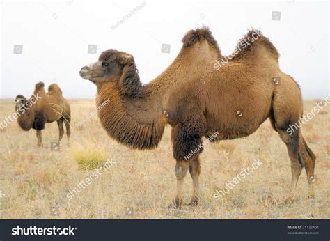 Domestic Bactrian Camel Stock Photo (Edit Now) 21122404