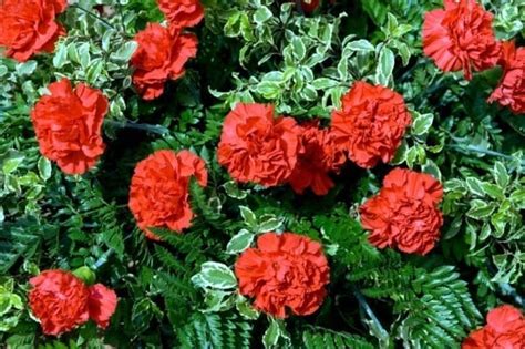 Countless romantic poets have written pages after pages regarding the beauty of flowers, and yet, words fall short when you take in the essence of a beautiful flower or behold the. 20 Most Fragrant Herbs & Flowers For An Aromatic Garden