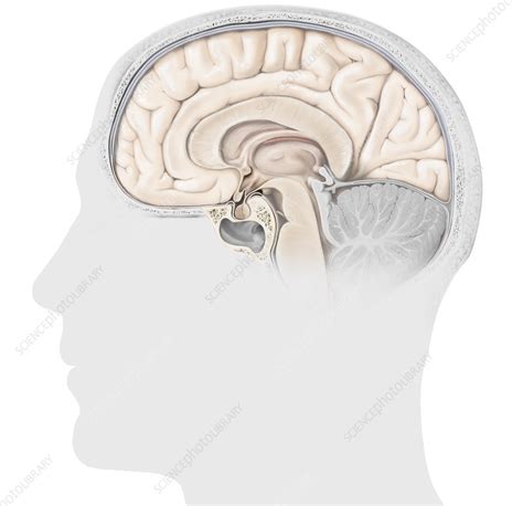 Structure Of The Pituitary Gland Illustration Stock Image C039