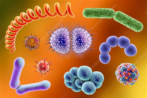 Microbes Illustration Stock Image F0134406 Science Photo Library
