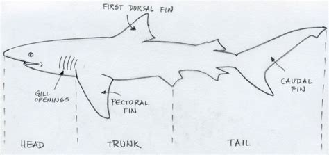 We have marked in red the part that must be drawn in each step. Draw Shark. Basic Tutorial.