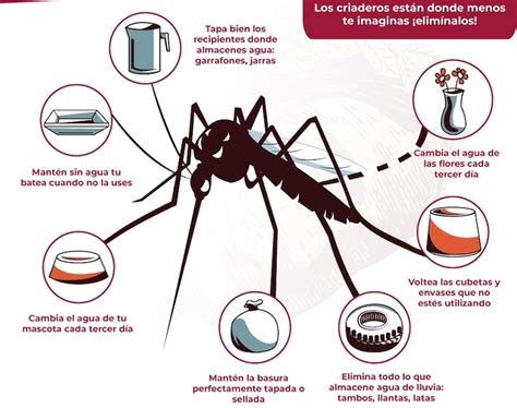Fases Del Dengue
