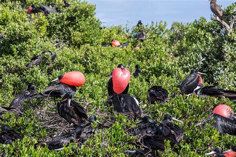 A Group Of Male Frigate Birds With Red License Image 71057932