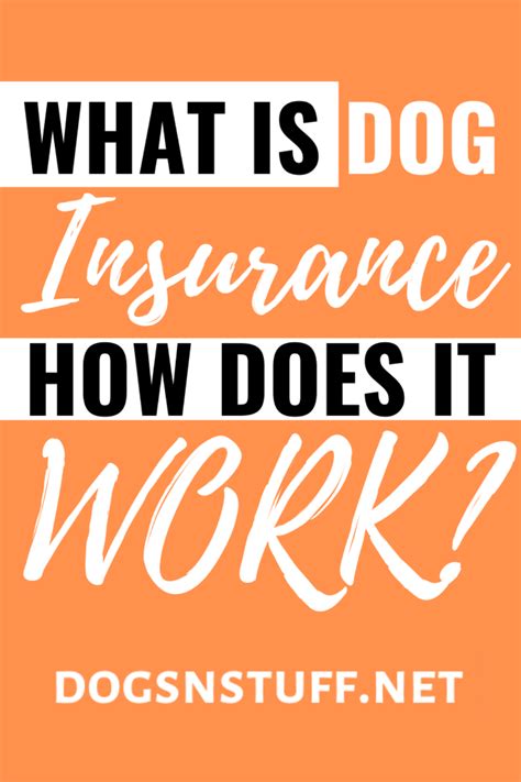 How to Find the Best Dog Insurance | Dog insurance, Embrace pet