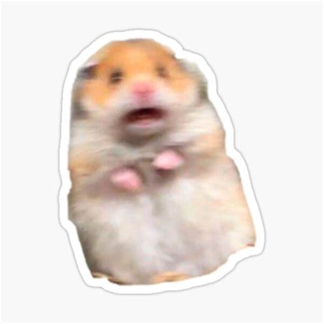 Pegatina Hamster Asustado Meme De Amemestore Redbubble