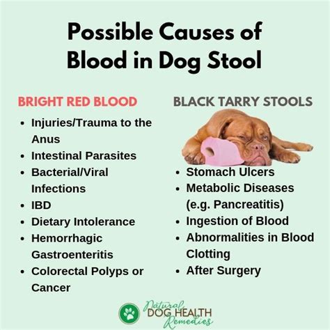 Causes Of Mucus In A Dogs Stool