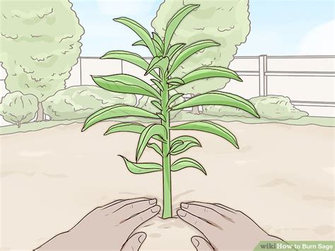 To burn sage, you have to have sage to burn. How to Burn Sage: 13 Steps (with Pictures) - wikiHow