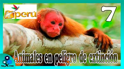 Los 7 Animales Endémicos Del Perú En Peligro De Extinción Youtube