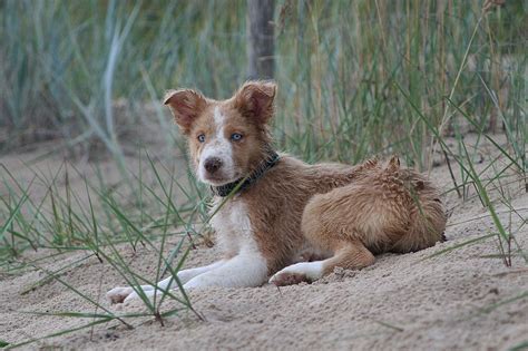 This means they are not considered a purebred dog or a designer dog breed. choclate sable merle blue eyes "Nuts" (Never Never Land C ...