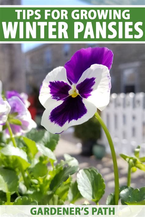Tips For Growing Winter Pansies Viola Hiemalis Gardeners Path