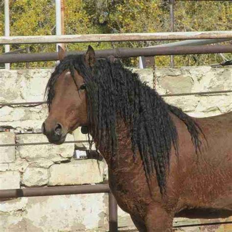 Yes These Magical Curly Haired Horses Actually Exist Horses Curly