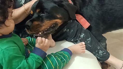 Cute Baby Meets Rottweiler For First Time Youtube