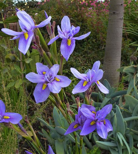 Iris golden beau has the following botanical name: Moraea polystachya - Buy Online at Annie's Annuals