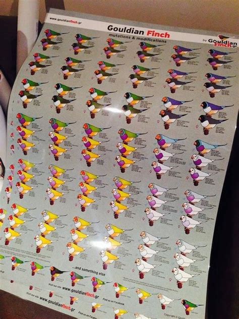 Check spelling or type a new query. Gouldian Finch mutation poster + Gouldian Finch Digital ...
