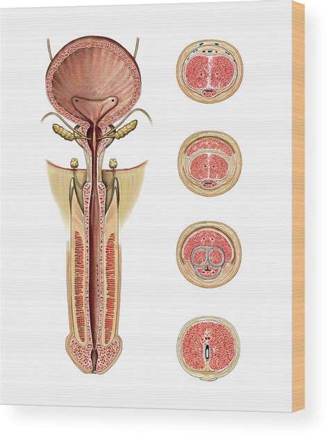 Male Genital System Wood Print By Asklepios Medical Atlas Pixels