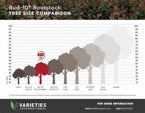 Bud 10 Rootstock Tree Size Comparison