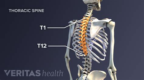 Thorasic Spine Anatomy