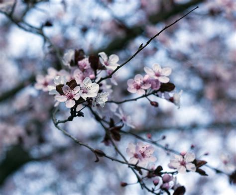 Peach Blossom Spring Flower Free Photo On Pixabay Pixabay