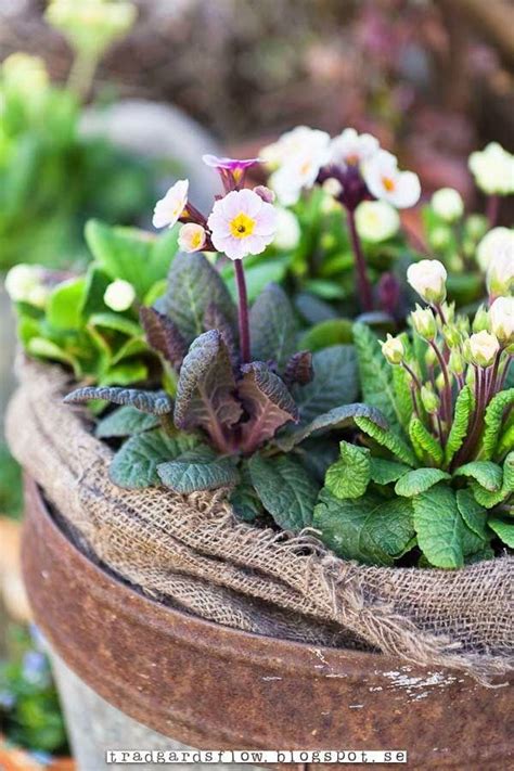 Trädgårdsflow | Trädgårdsodling i kruka, Blomkruka, Blommor