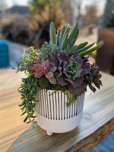 Free Succulent Plant Arrangements With Diy Home Decorating Ideas