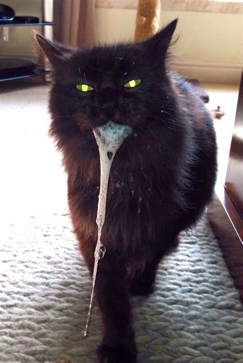 50 Pics Proving That Cats Are Actually Demons Evil Cat Cats Cat