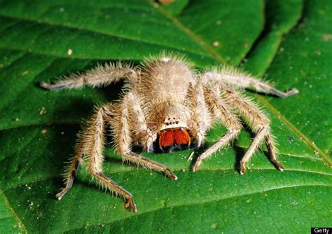 Their venom can certainly pack a punch, but it is generally not suited for vertebrates (at least certainly not in northern climes, there are spiders elsewhere who do prey upon birds, for example). Huntsman Spider: Top 10 Facts (PICTURES)
