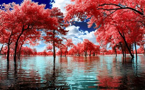 Fondos de pantalla : Árboles, paisaje, blanco, agua ...