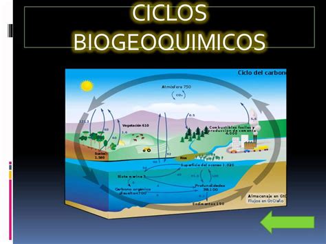 Image Result For Fases De Los Ciclos Biogeoquimicos Ciclo Del Carbono