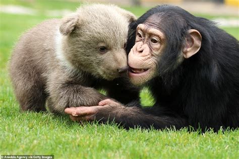 Chimpanzee Makes Friends With 28 Day Old Bear Cub At Turkish Zoo
