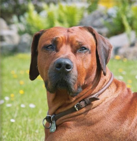 Diese domain können sie kaufen: Elegante Rhodesian Ridgeback Welpen !!! - Rhodesian Ridgeback