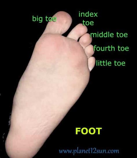 Toe Names Middle Toe Little Toes Pinky Toe