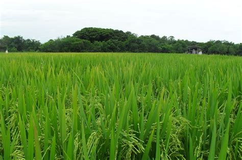 Como Se Chama A Plantação De Arroz