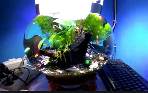 Things tagged with 'aquarium' (1739 things). Harga Aquarium Mini, Kaca Bulat, Minimalis Dan Berbagai Model