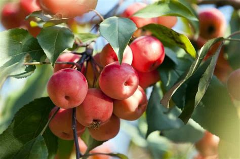 The Total Guide To Growing And Caring For A Crabapple Tree 江南app官方网站