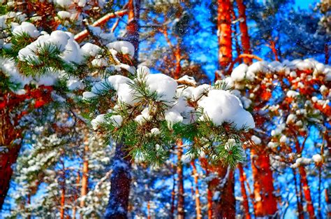 сосны снег зима лес онлайн Обои на рабочий стол Mirowo