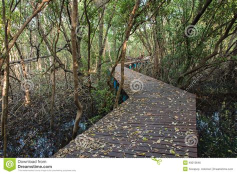 The Forest Mangrove Stock Photo Image Of Embellish Furnish 49213646