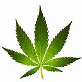 Photos of Marijuana Leaf