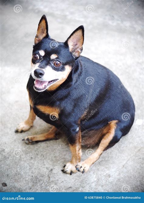 Black Fat Miniature Pinscher Stock Photo Image Of Groomed Domestic